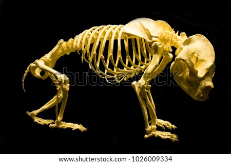 Full Complete isolated Skeleton from Panda Bear Anatomy skeletton . side view