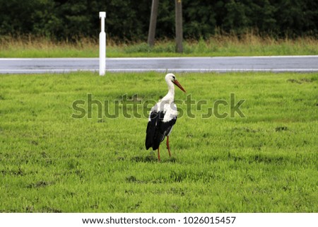 Stork on the grass field 