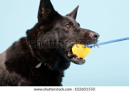 Black german shepard dog with yellow toy ball isolated on light blue background. Studio shot.