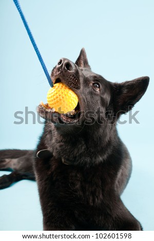 Black german shepard dog with yellow toy ball isolated on light blue background. Studio shot.