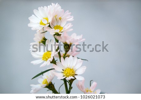 Lovely blossom daisy flowers