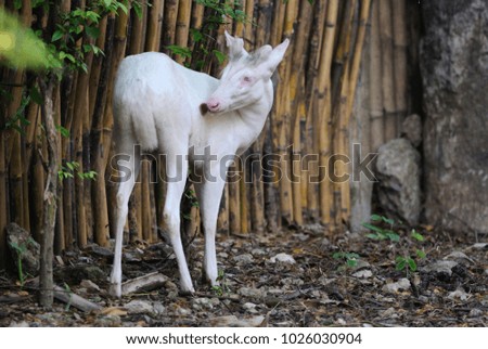 White goat in the wild. Picture with copy space.
