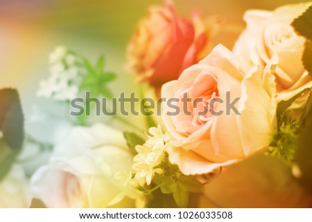 Vintage roses flowers blooming on colorful background, beautiful abstract pastel color background