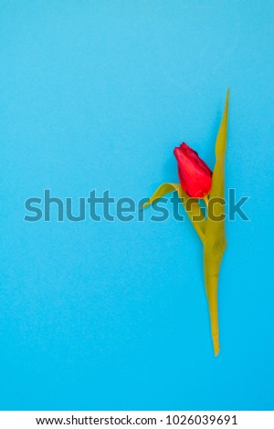 a single red tulip on turquoise background. Flat-lay. Negative space.