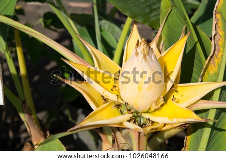 Yellow bract of Golden Lotus Banana, Macro images