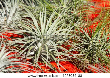 Colorful rare pineapple plants in the basket on sale, Ornamental plants business , Macro images