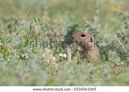 Cute European ground squirrel (Spermophilus citellus) standing on a field of grass
