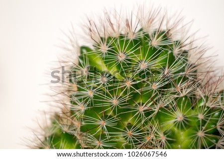 close up of a spikey cactus plant 