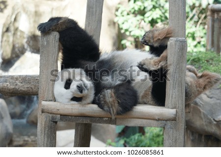 Big cute panda sleep on woods