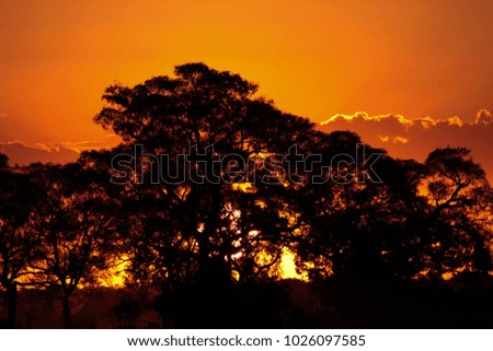 Unforgettable sunset: Pantanal Brazil. Brazilian landscapes background. Trees silhouette against orange sky.