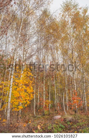 Autumn in a birch grove.Nature in the vicinity of Pruzhany, Brest region,Belarus.