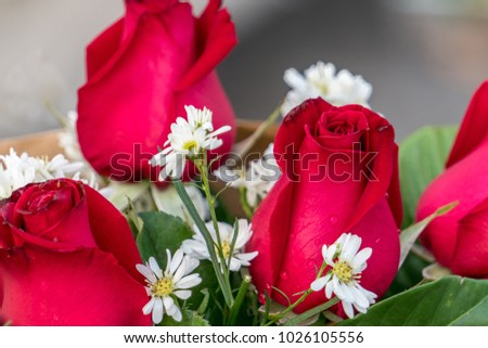 Red rose In a bouquet of white flowers is a beautiful composition. The back ground is blurred.