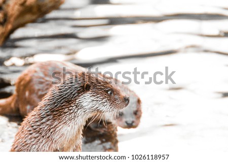 Fish otter couple in the water