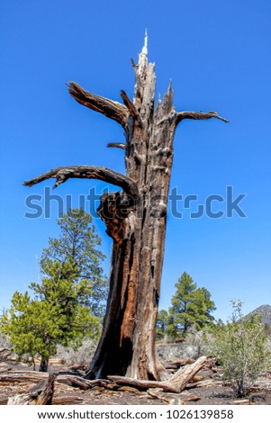 a picture of a dead tree in the desert
