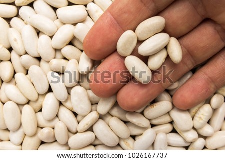 Phaseolus vulgaris is scientific name of Sugar Bean legume. Also known as Feijao Rajado or Frijol Canaval.Also known as Haricot, Pearl Bean and Feijao Branco. Person with grains in hand. Macro.