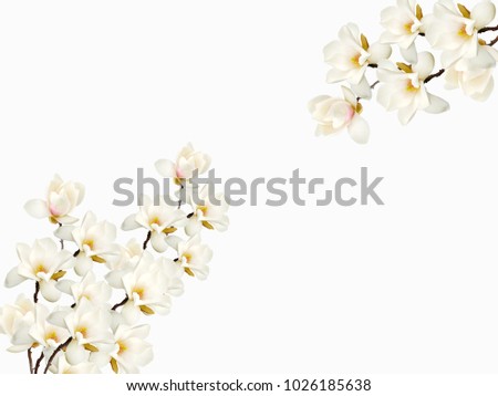 Beautiful white magnolia flower bouquet isolated on white background.