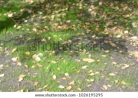 Green and yellow field grass. Summer and autumn background 