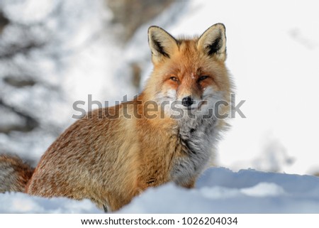 RED FOX IN THE SNOW FINDING FOOD