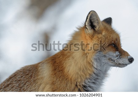 RED FOX IN THE SNOW 