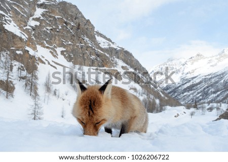 RED FOX IN THE SNOW