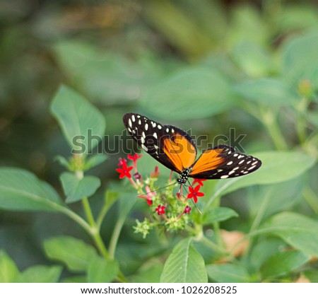 Hecalas longwing butterfly sitting on a flower