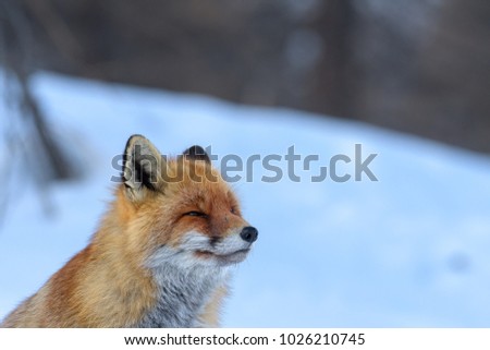 RED FOX IN THE SNOW
