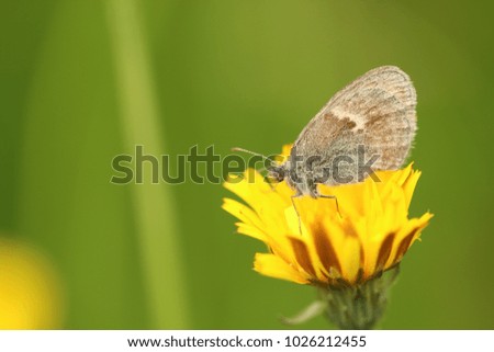 Small heath, butterfly