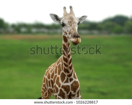 Cute giraffe close up