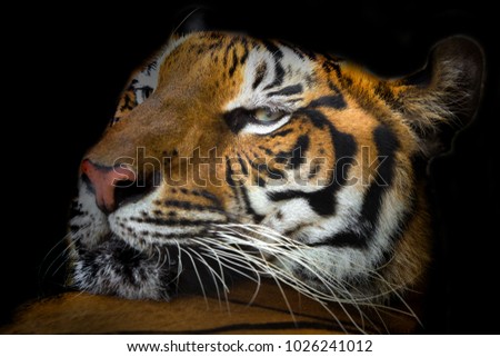Closeup head of tiger on black background