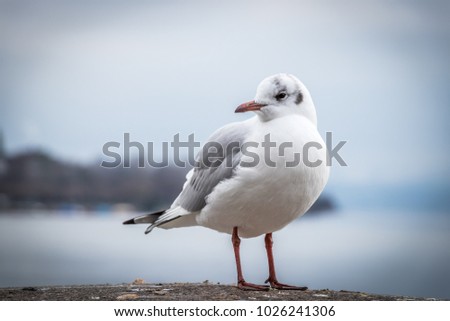 Beautiful close up of a Sea bird Seagull