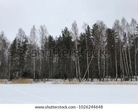 Snowing in winter near the forest on the lake or pond. Snowy road in the winter forest on a clear, cold day. Beautiful winter sunset with birch trees in the snow. twilight
