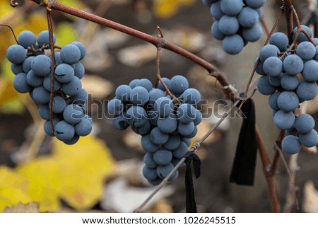 Red wine grape in a vineyard 