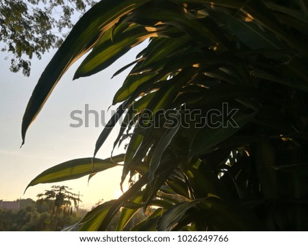 The leaves of Cape of Good Hope, Dracaena.Have the sky in the morning as the background.
