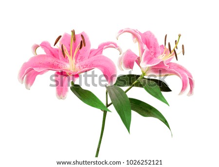 Pink lily flowers with green leaves isolated on white background, clipping path included