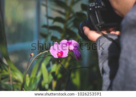 Young Photographer taking a picture of a stunning pink and purple orchid flower with soft focus green foliage behind.