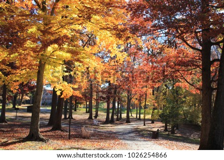 these pictures are from a park, fall season looks so beautiful. all pictures are without any filter or processing