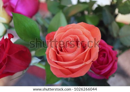"Close up of rose blooming"