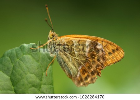 Silver-washed fritillary, butterfly