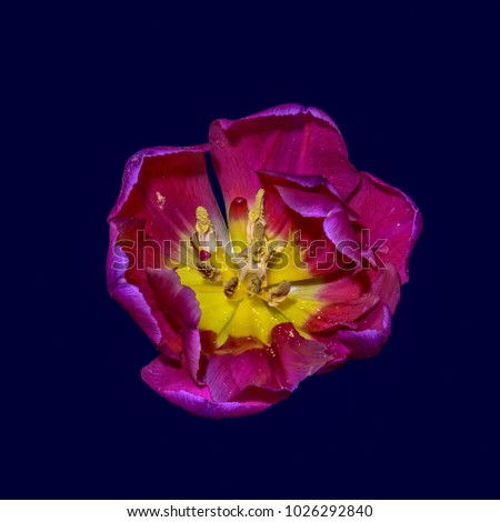 Fine art still life colorful macro flower portrait of a single isolated purple yellow blooming tulip blossom, blue background with detailed texture