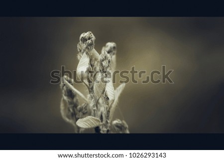 dry plant in a frame
