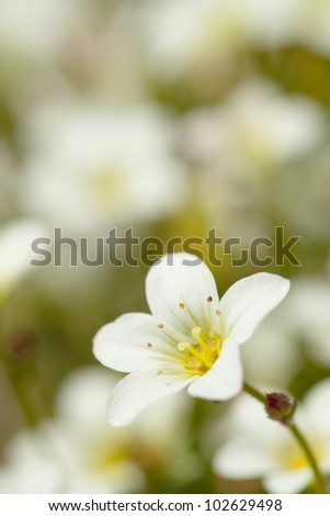 Small beautiful flower in a spring garden.