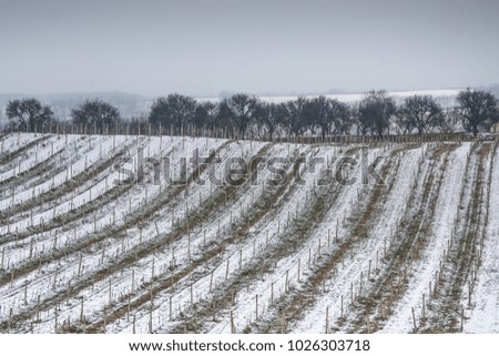 Wine region near the city Valtice, Czech Republic, Europe