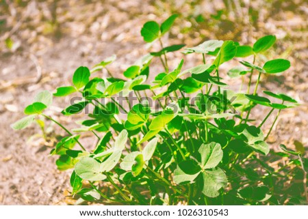 Green clover leaves on a background summer landscape. St.Patrick 's Day.