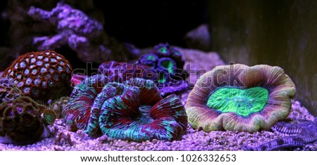 Open brain lps reef coral 