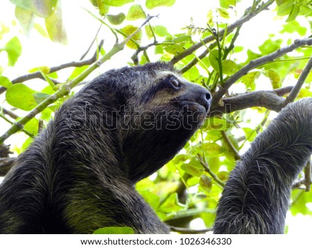 Close up of three-toed sloth in tree with leaves in background, eyes glistening