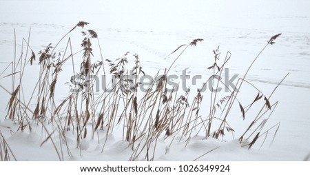 Dry stems of reeds on a cold snowy lake in winter. Landscape in the style of minimalism