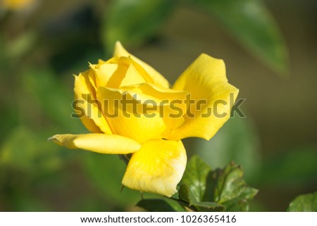 A beautiful yellow rose in a garden.