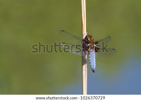 A male Broad bodied Chaser dragonfly (Libellula depressa) resting on a dead twig against a blurred natural background. Slovakia