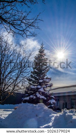 Pine Trees and Firs in Snow Under Fluffy Clouds in Winter in Longmont, Colorado