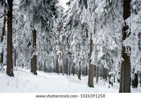 Winter forest landscape in early winter morning- deciduous frosty tree under winter snowfall. Snow on tree.